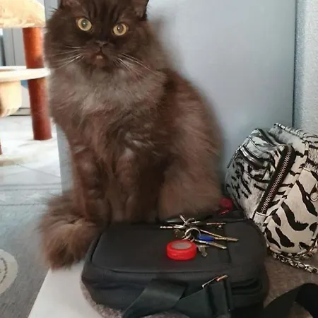 Bergsicht By Interhome Wildhaus